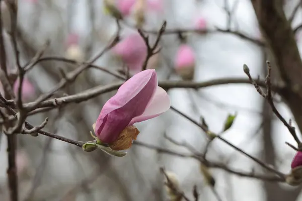 Primer Plano Flores Magnolia Rosa Temporada Primavera — Foto de Stock