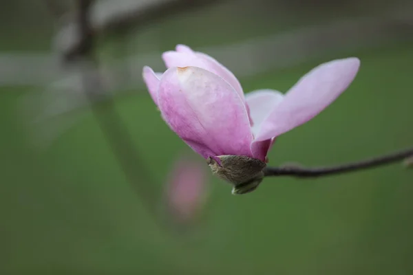 Close Van Pink Magnolia Bloemen Het Voorjaar — Stockfoto