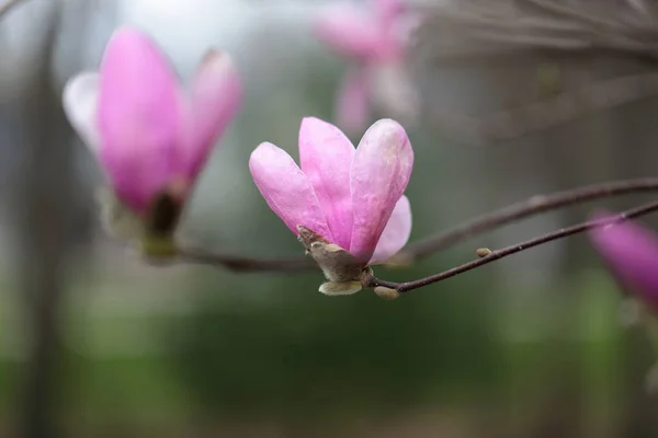 Close Flores Magnolia Rosa Temporada Primavera — Fotografia de Stock