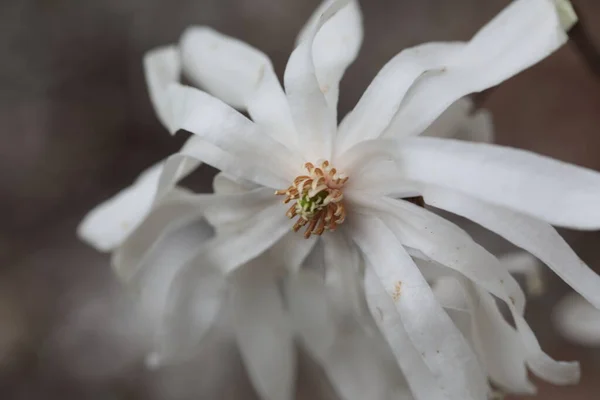 Κοντινό Πλάνο Των Λευκών Λουλουδιών Μανόλια Την Ανοιξιάτικη Περίοδο — Φωτογραφία Αρχείου