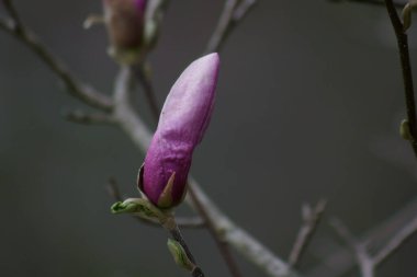 Bahar mevsiminde Pembe Magnolia çiçeklerine yakın çekim.