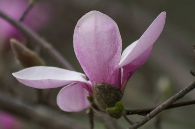 Bahar mevsiminde Pembe Magnolia çiçeklerine yakın çekim.