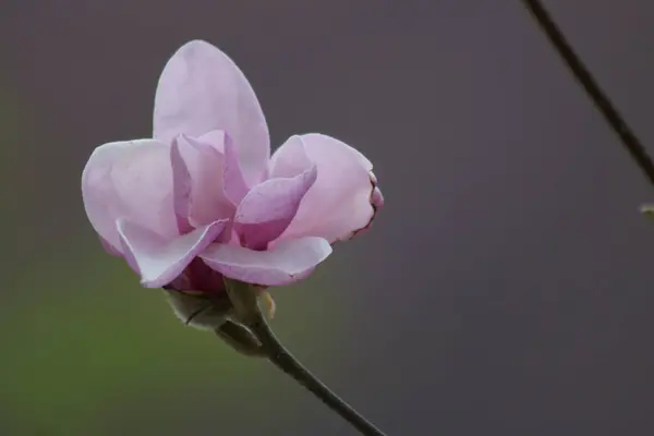 Close Flores Magnolia Rosa Temporada Primavera — Fotografia de Stock