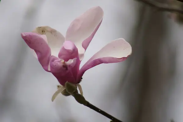 Primer Plano Flores Magnolia Rosa Temporada Primavera — Foto de Stock