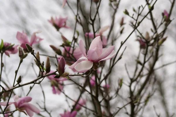 Primer Plano Flores Magnolia Rosa Temporada Primavera — Foto de Stock