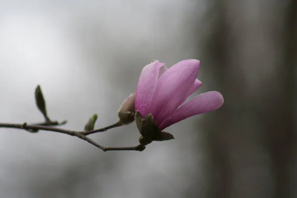 Close Van Pink Magnolia Bloemen Het Voorjaar — Stockfoto