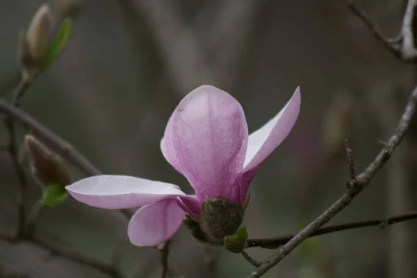 Zbliżenie Różowe Kwiaty Magnolia Sezonie Wiosennym — Zdjęcie stockowe