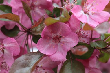 Michigan 'da yazın kavis dalları üzerine pembe çıngıraklı yılan çiçekleri.
