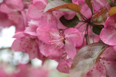 Michigan 'da yazın kavis dalları üzerine pembe çıngıraklı yılan çiçekleri.