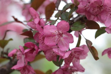 Michigan 'da yazın kavis dalları üzerine pembe çıngıraklı yılan çiçekleri.