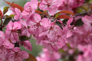 Michigan 'da yazın kavis dalları üzerine pembe çıngıraklı yılan çiçekleri.