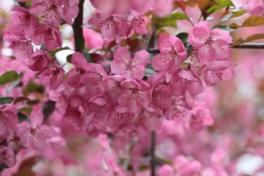 Michigan 'da yazın kavis dalları üzerine pembe çıngıraklı yılan çiçekleri.