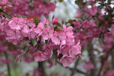 Michigan 'da yazın kavis dalları üzerine pembe çıngıraklı yılan çiçekleri.