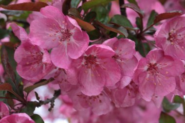 Michigan 'da yazın kavis dalları üzerine pembe çıngıraklı yılan çiçekleri.