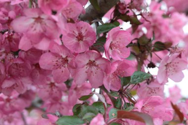Michigan 'da yazın kavis dalları üzerine pembe çıngıraklı yılan çiçekleri.