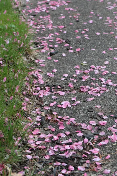Ein Hintergrund Aus Rosa Krabbenblüten Blütenblätter Auf Einer Straße Mit — Stockfoto