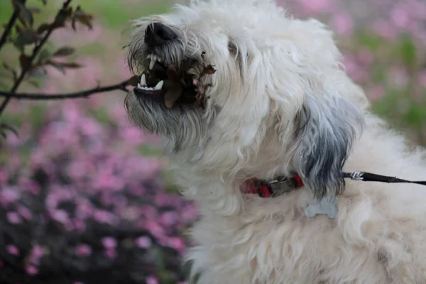 A soft Coated Wheaten Terrier playing in the yard with tree branches.