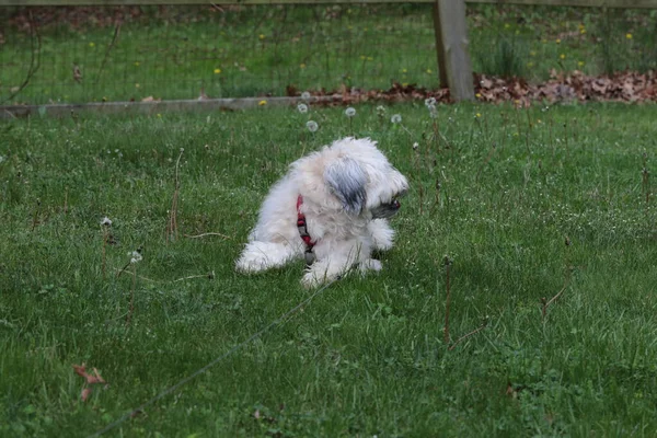 A soft Coated Wheaten Terrier playing in the yard with tree branches.