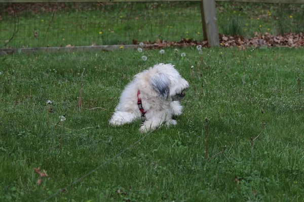 Een Zachte Coated Wheaten Terrier Spelen Tuin Met Boomtakken — Stockfoto