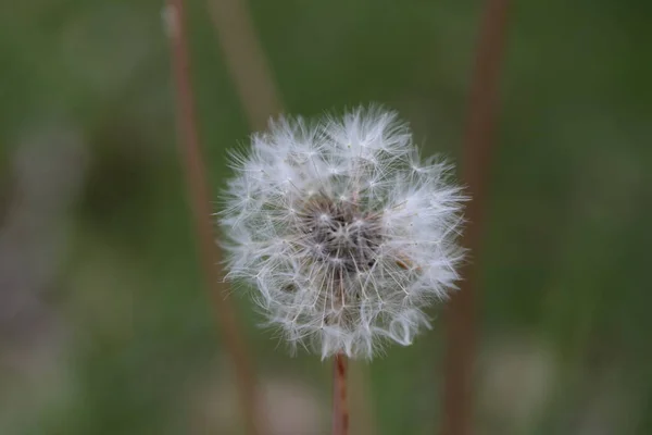 Fleur Pissenlit Avec Graines Pour Dispersion Mise Point Sélective — Photo