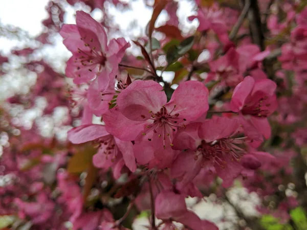 ミシガン州の夏に弓状の枝にピンククラブリンゴの花 — ストック写真