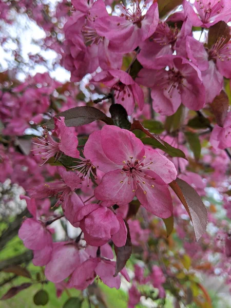 Różowe Kwiaty Crabapple Łukowych Gałęziach Lecie Michigan — Zdjęcie stockowe