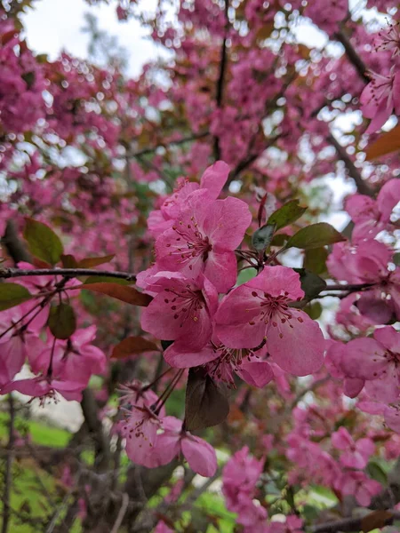 Różowe Kwiaty Crabapple Łukowych Gałęziach Lecie Michigan — Zdjęcie stockowe