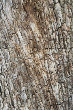 Çınar ağacı kabuğu