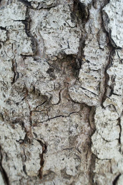 Corteza de plátano — Foto de Stock