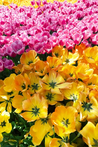 Nature Arrière-plan de fleurs de tulipes en fleurs — Photo