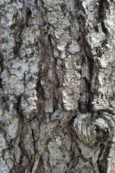 Bark of plane tree — Stock Photo, Image