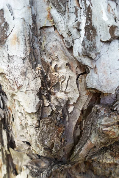 Кора плоского дерева — стокове фото