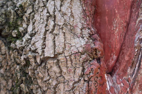 Çınar ağacı kabuğu — Stok fotoğraf