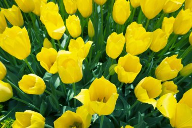 İlkbaharda doğada laleler