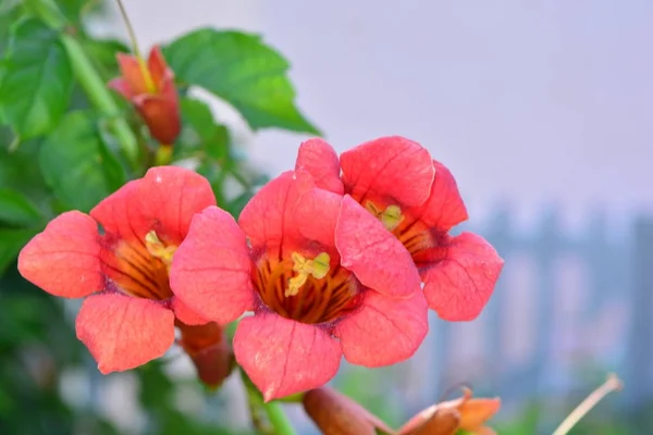 Червоне цвітіння, що цвіте навесні , — стокове фото