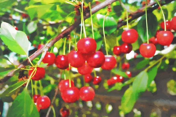 Ciliegia rossa matura su un ramo con foglie verdi. pittura ad olio — Foto Stock