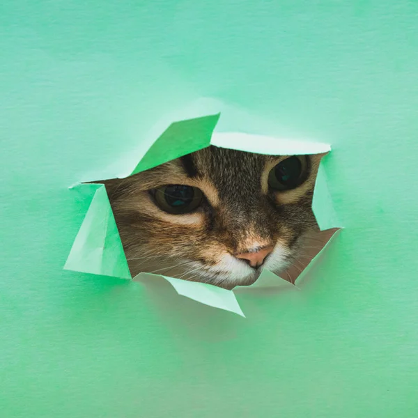 ᐈ De acento imágenes de stock, fotos acento | descargar en Depositphotos®