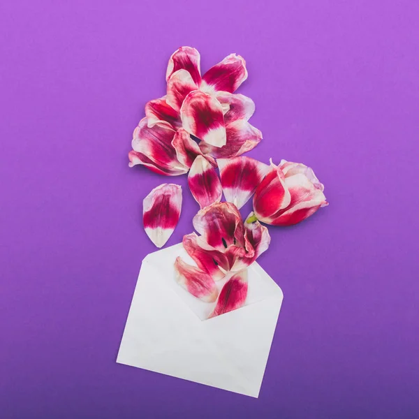 the petals of tulip flower in a paper envelope letter on ultra violet background. flat lay, top view. pastel minimalism