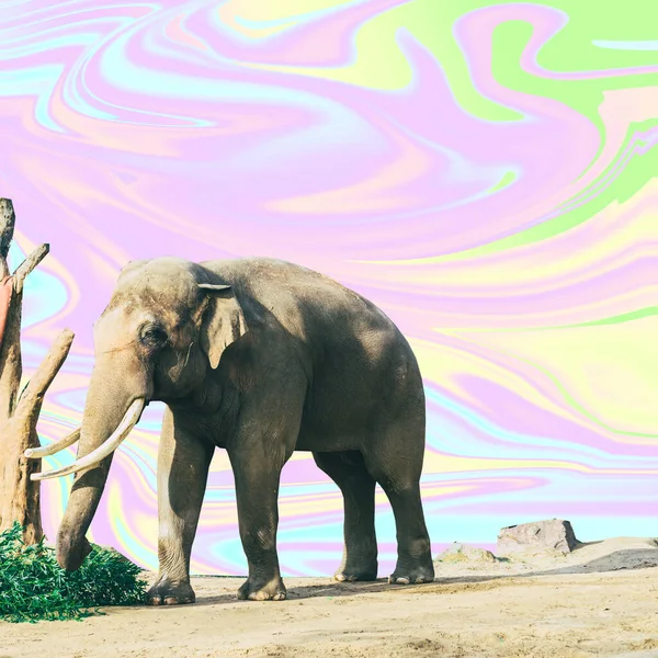 Elephant on psychedelic colorful sky background in tie dye style. Wildlife concept. Surreal art collage