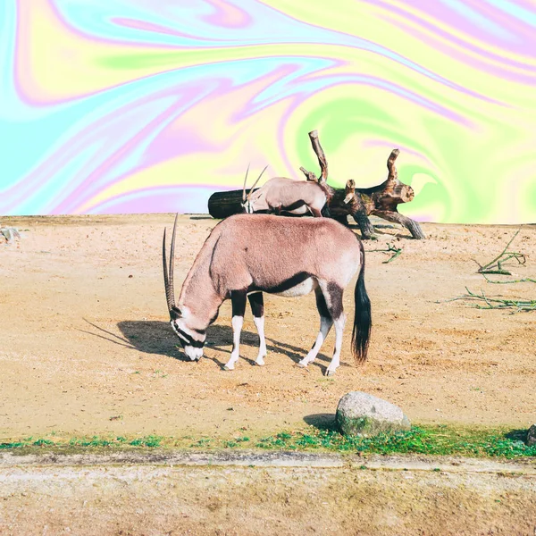 Antelopes on psychedelic colorful sky background in tie dye style. Wildlife concept. Surreal art collage