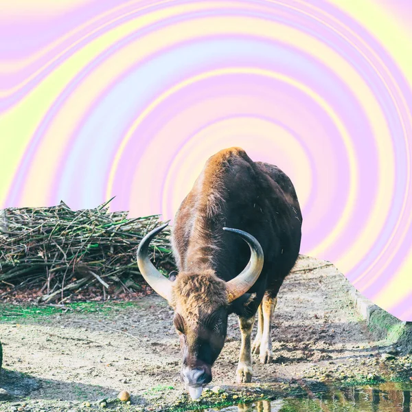 Buffalo on psychedelic colorful sky background in tie dye style. Wildlife concept. Surreal art collage