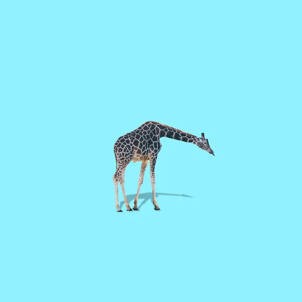Giraffe is on blue background. Strong shadows. Minimalistic collage art.