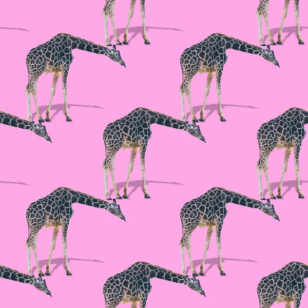 Many giraffes are on pink background. Strong shadows. Minimalistic collage art. Seamless pattern.