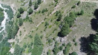 Dağ yamacı çam ormanı ve dağ nehri ile kaplıdır. Kafkas dağları. Rusya