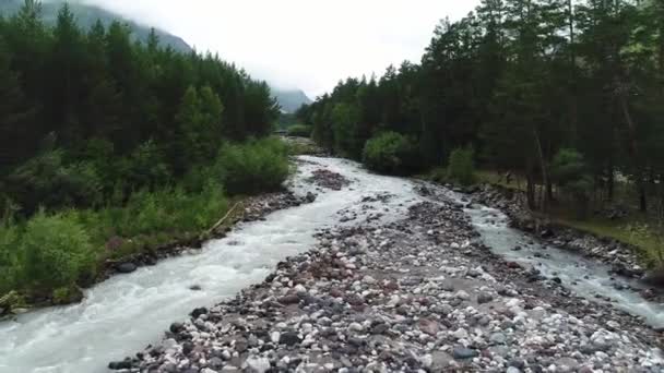 松林の高速山の川 白人の山々 ロシア — ストック動画