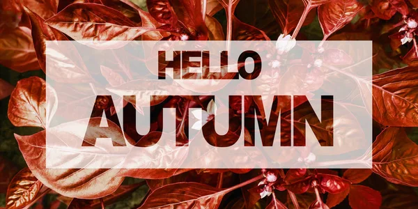 Hello autumn creative template — Stock Photo, Image