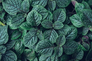 Koyu yeşil yaprakları yaratıcı desen