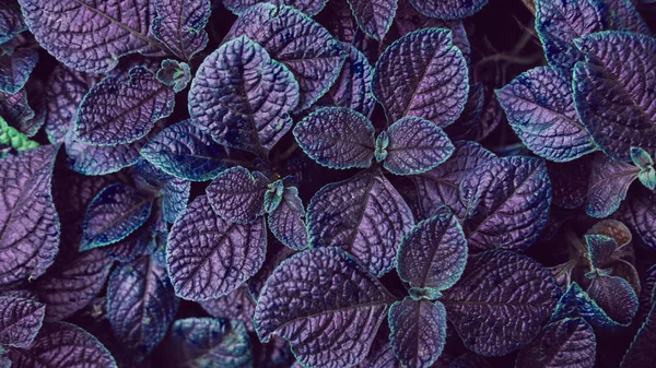 Dark purple leaves creative pattern Stock Image