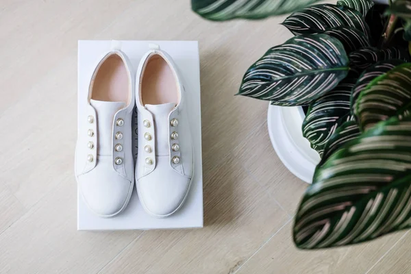 White sneackers shoes and green plant minimal — Stock Photo, Image