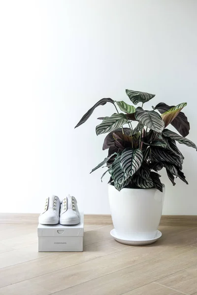 White sneackers shoes and green plant minimal — Stock Photo, Image